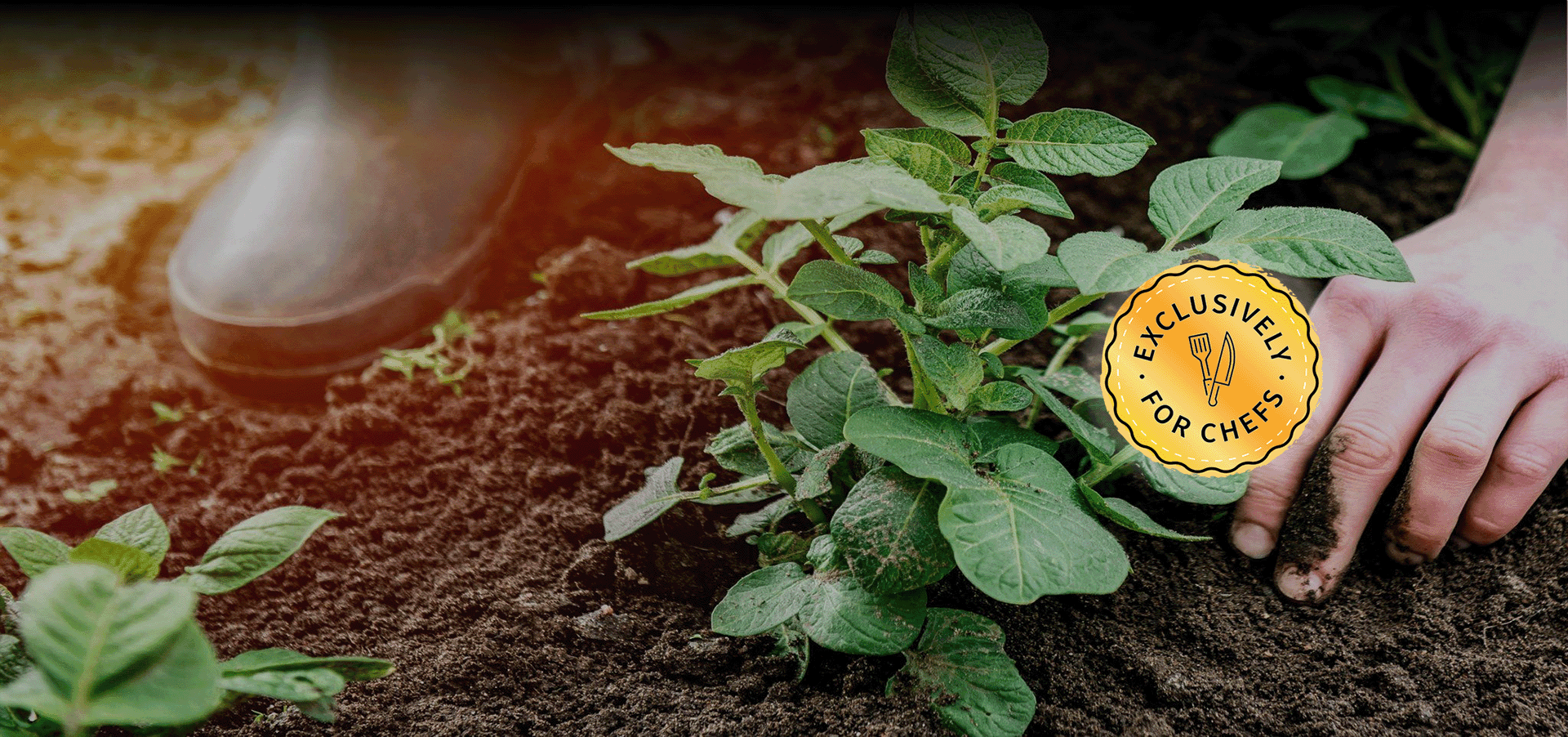 aviko fooservice sverige vanligt ställda frågor om potatis